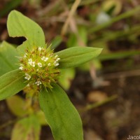 Mitracarpus hirtus (L.) DC.